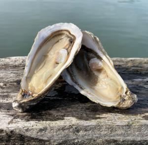 Famille Daniel, Ostréiculteur Cancale la creuse de Cancale