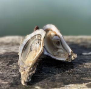 Famille Daniel, Ostréiculteur Cancale