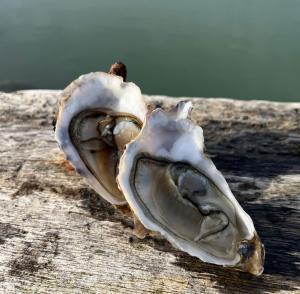 Famille Daniel, Ostréiculteur Cancale