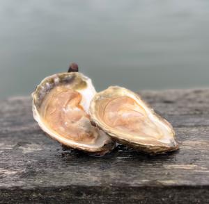 Famille Daniel, Ostréiculteur Cancale